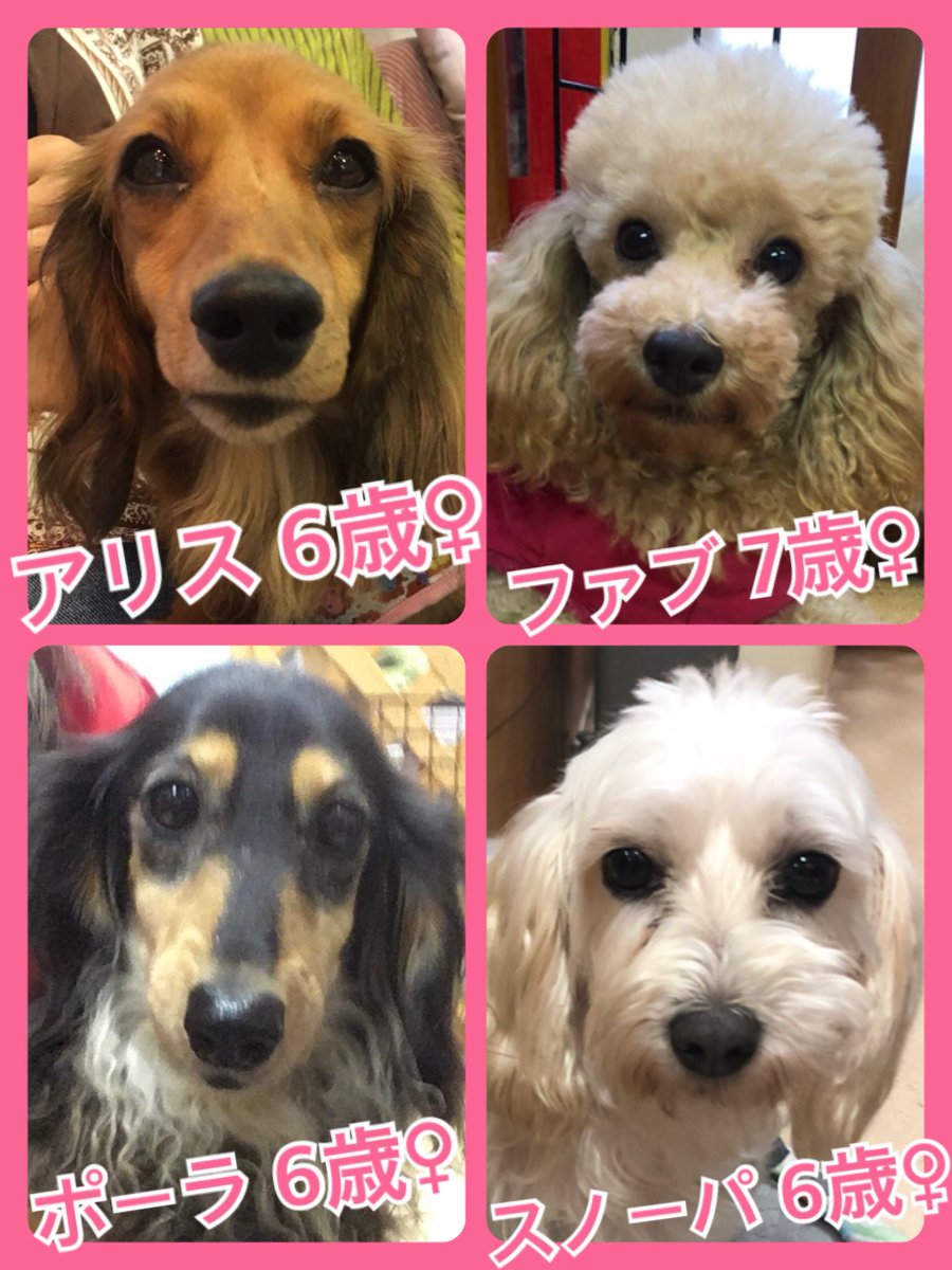 🐾今日の里親様募集中ワンコ🐶メンバーです🐾2019,9,3